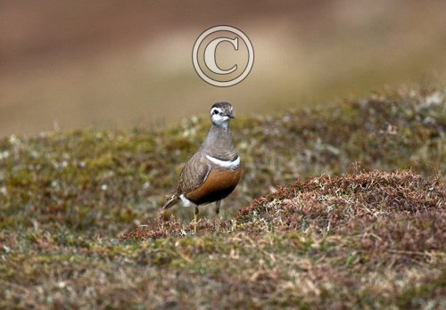 Dotterel DM1668